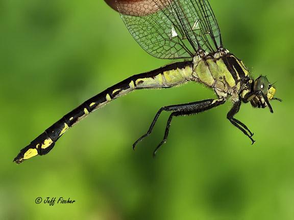 Photo of Skillet Clubtail