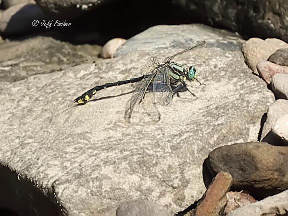 Photo of Midland Clubtail