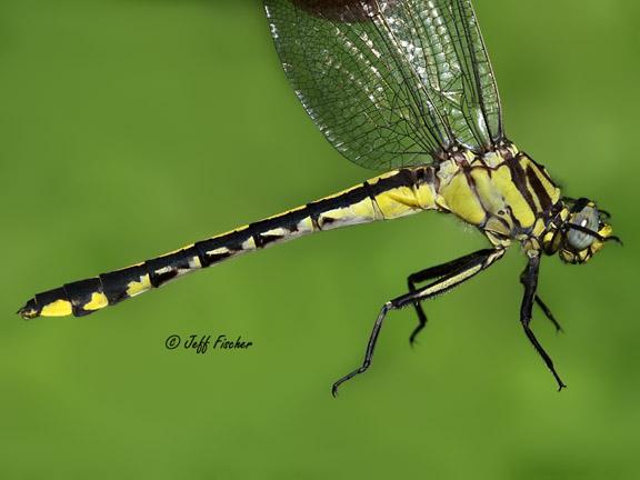 Photo of Midland Clubtail