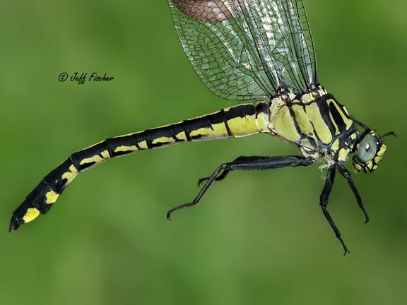 Photo of Splendid Clubtail