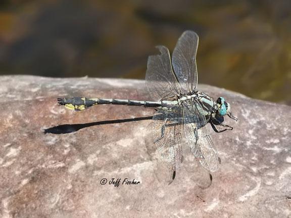 Photo of Midland Clubtail