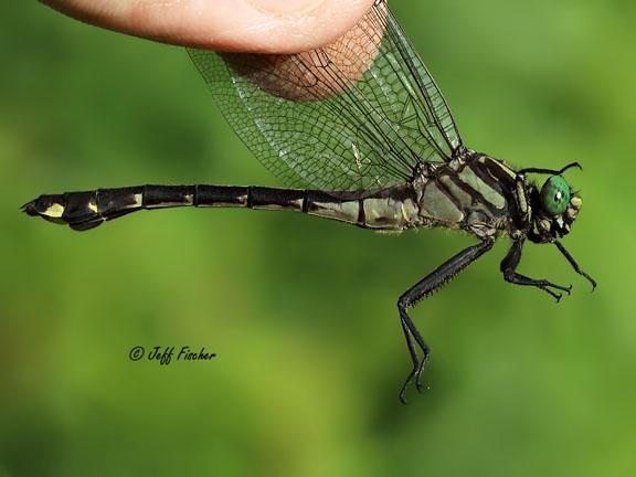 Photo of Cobra Clubtail