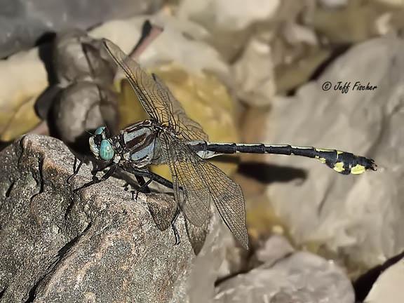 Photo of Midland Clubtail