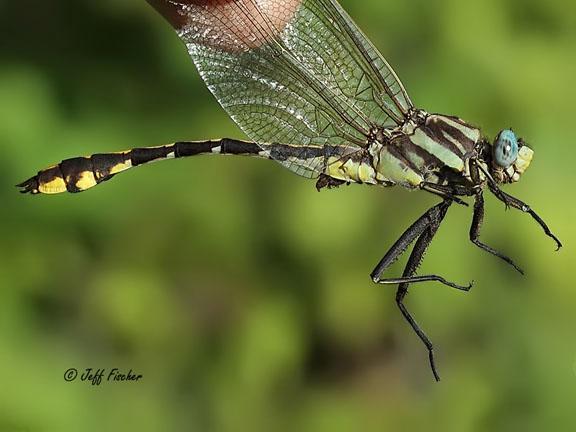 Photo of Plains Clubtail