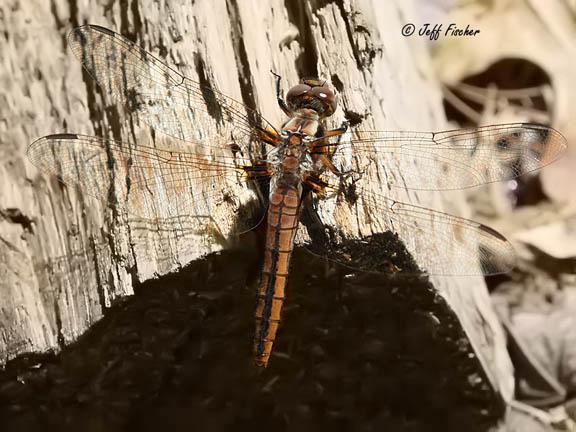 Photo of Chalk-fronted Corporal