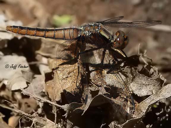 Photo of Chalk-fronted Corporal