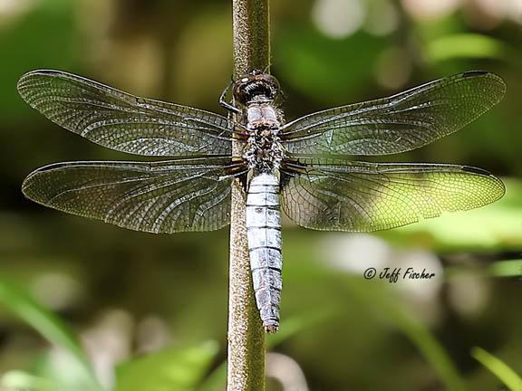 Photo of Chalk-fronted Corporal