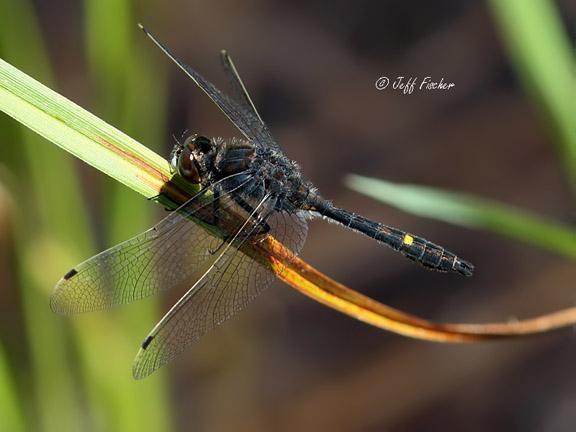 Photo of Dot-tailed Whiteface