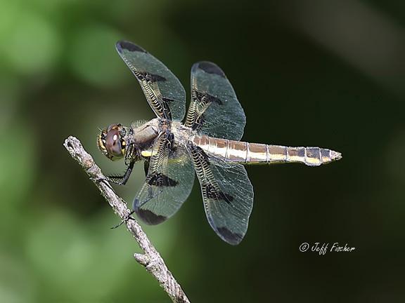 Photo of Twelve-spotted Skimmer