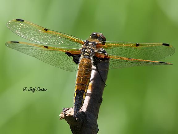 Photo of Four-spotted Skimmer