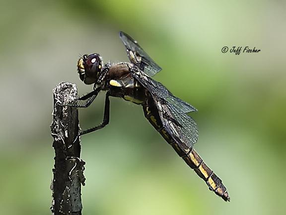 Photo of Twelve-spotted Skimmer