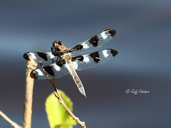 Photo of Twelve-spotted Skimmer