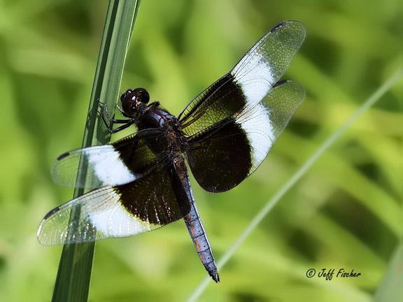 Photo of Widow Skimmer