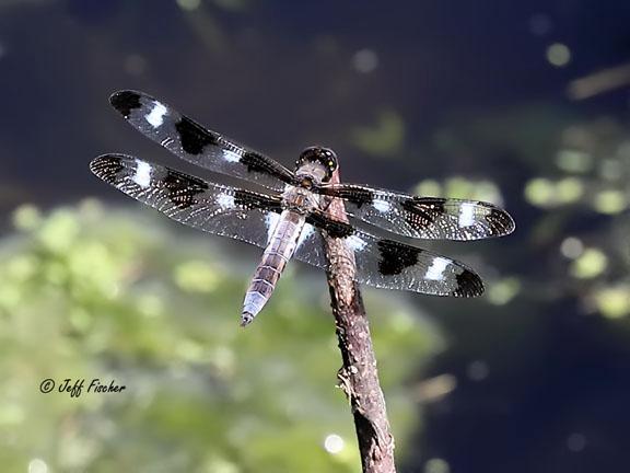 Photo of Twelve-spotted Skimmer