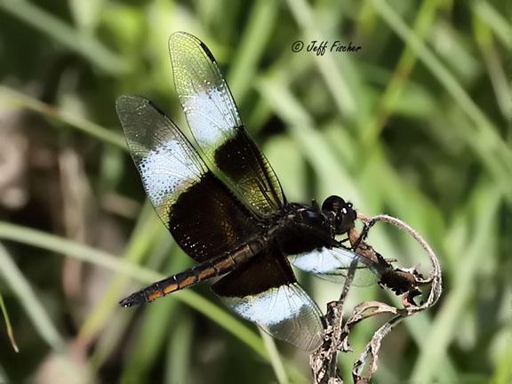 Photo of Widow Skimmer