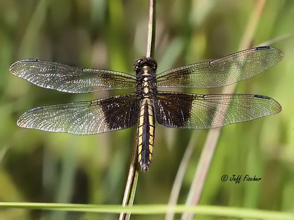 Photo of Widow Skimmer