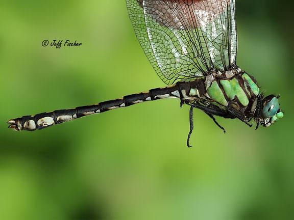 Photo of Riffle Snaketail