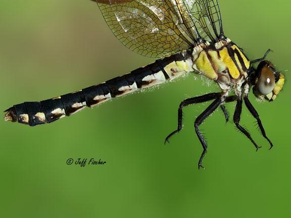 Photo of Pygmy Snaketail