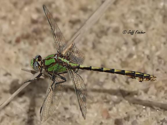 Photo of Sioux Snaketail