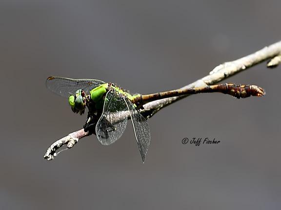 Photo of Rusty Snaketail