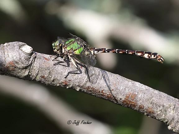 Photo of Boreal Snaketail