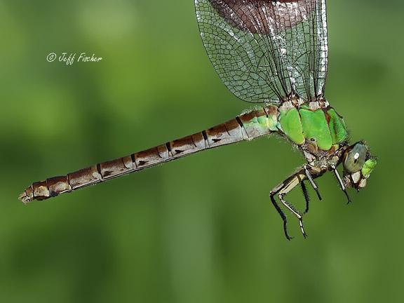 Photo of Rusty Snaketail