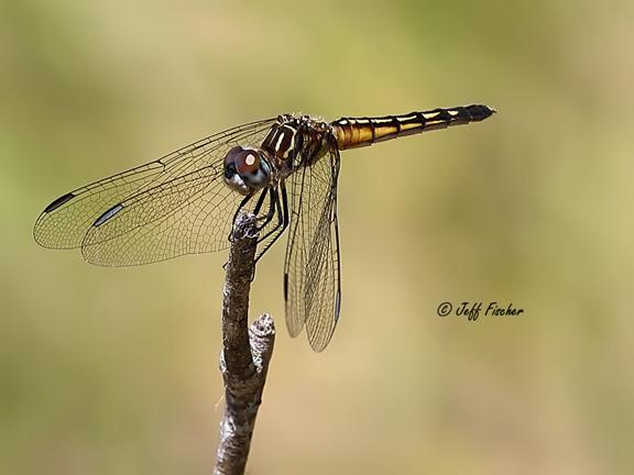 Photo of Blue Dasher