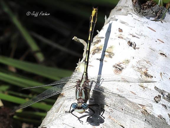 Photo of Lancet Clubtail