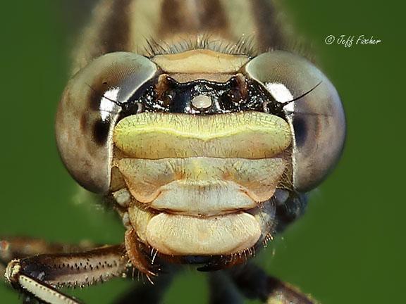 Photo of Dusky Clubtail