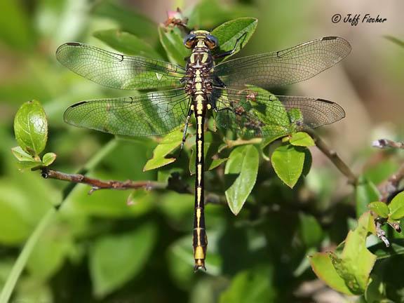 Photo of Lancet Clubtail