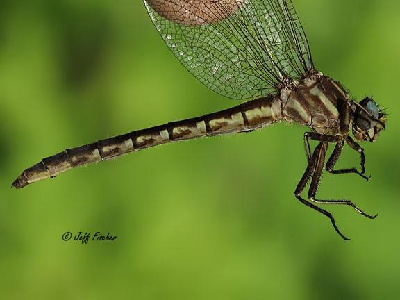 Photo of Ashy Clubtail