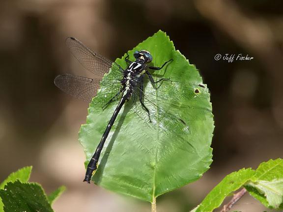 Photo of Rapids Clubtail