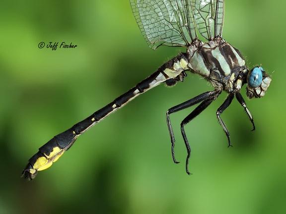 Photo of Pronghorn Clubtail