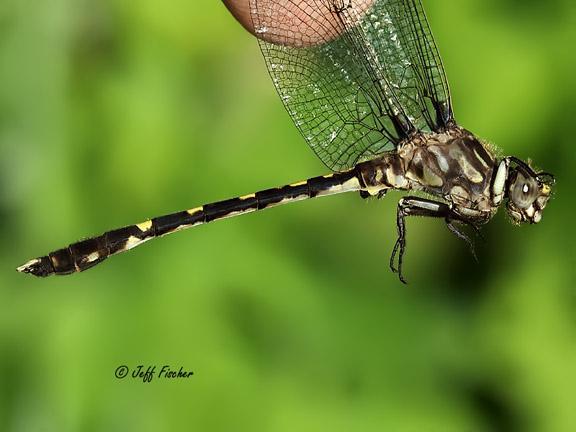 Photo of Common Sanddragon