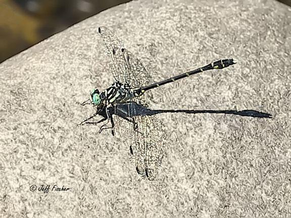 Photo of Eastern Least Clubtail