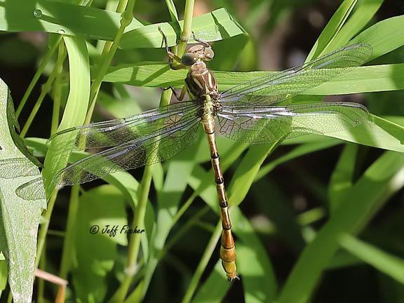 Photo of Russet-tipped Clubtail