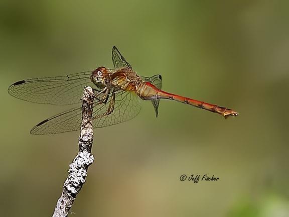 Photo of Autumn Meadowhawk