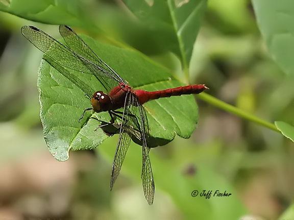 Photo of Ruby Meadowhawk