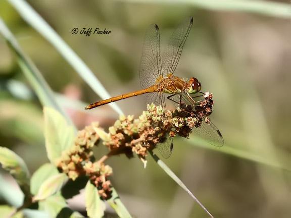 Photo of Autumn Meadowhawk