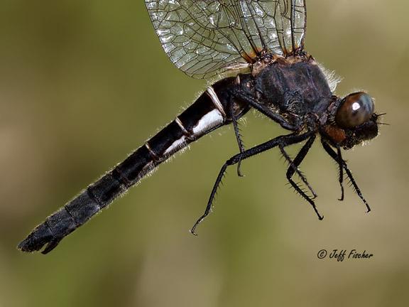 Photo of Ebony Boghaunter