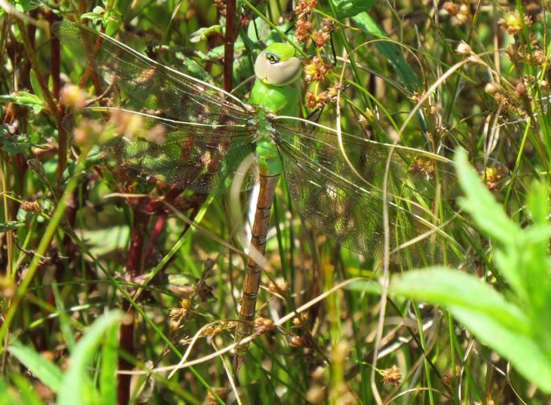 Photo of Common Green Darner