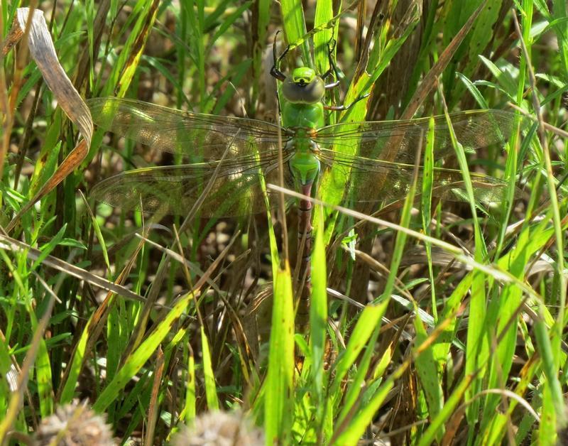 Photo of Common Green Darner