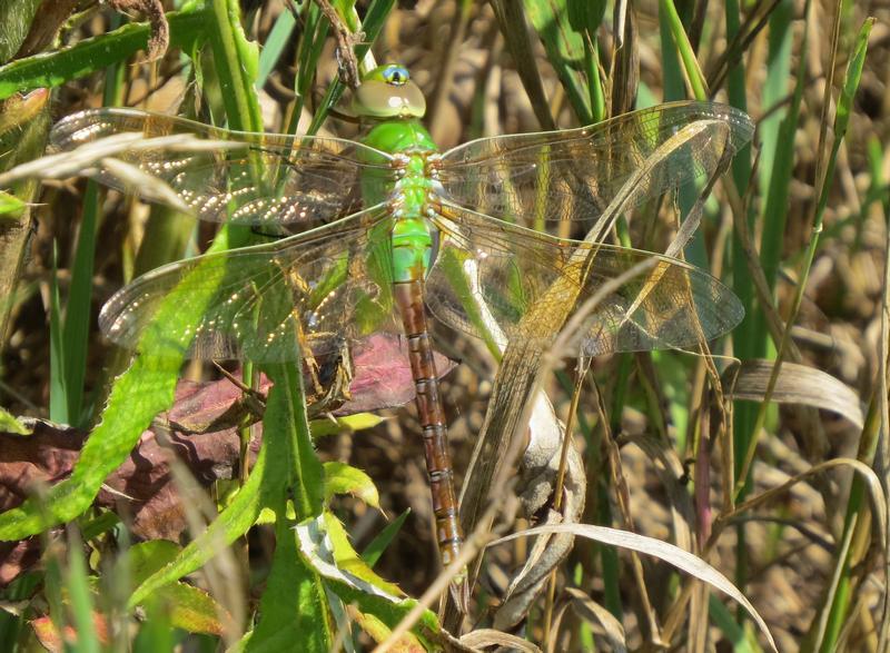 Photo of Common Green Darner