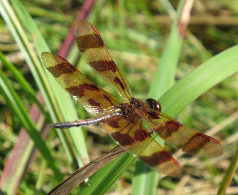 Photo of Halloween Pennant