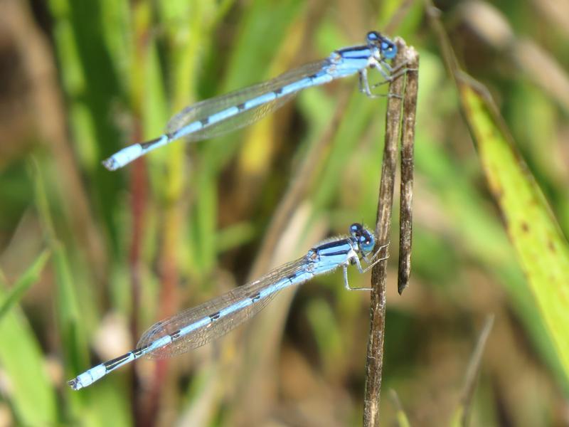 Photo of Familiar Bluet