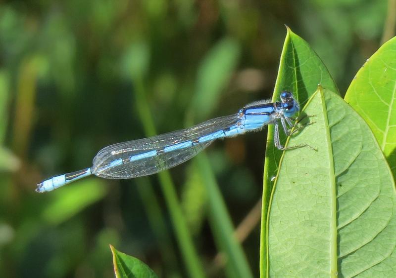 Photo of Familiar Bluet