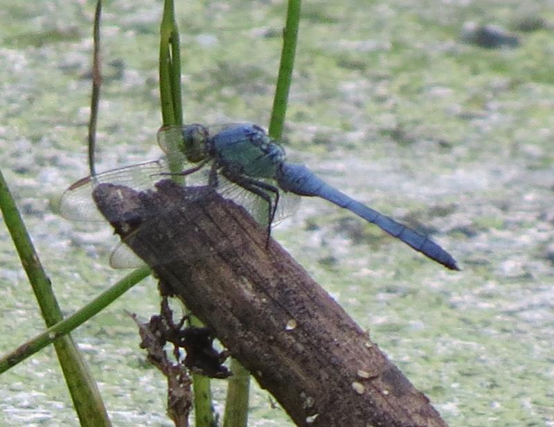 Photo of Eastern Pondhawk