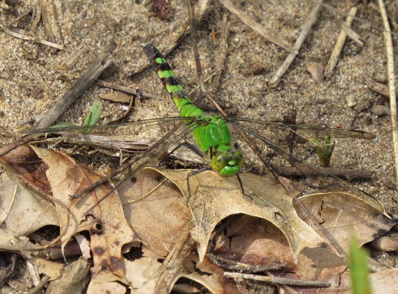 Photo of Eastern Pondhawk
