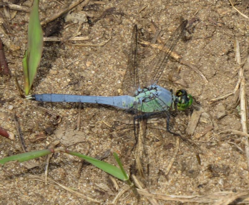 Photo of Eastern Pondhawk