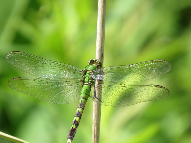 Photo of Eastern Pondhawk